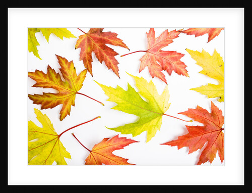 Japanese Maple Leaves by Anonymous
