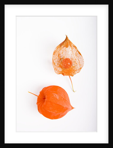 Orange Chinese Lantern Plant by Anonymous