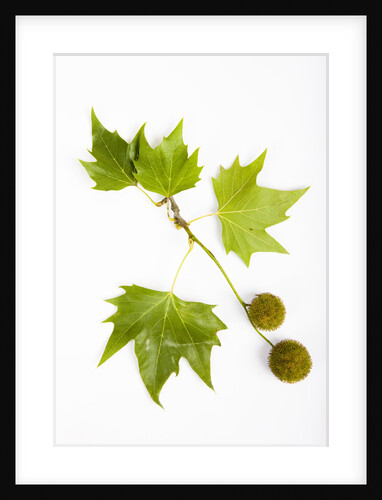 Plane Tree Leaves and Nuts by Anonymous