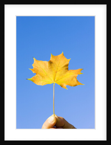 Hand Holding Norway Maple Leaf by Anonymous