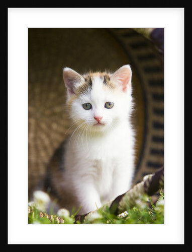 Kitten by Anonymous