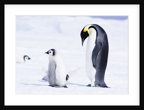 Emperor Penguin and Chick on Ice by Anonymous