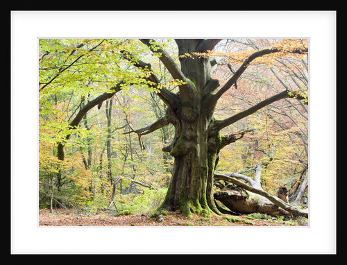 Beech Tree in Forest by Anonymous