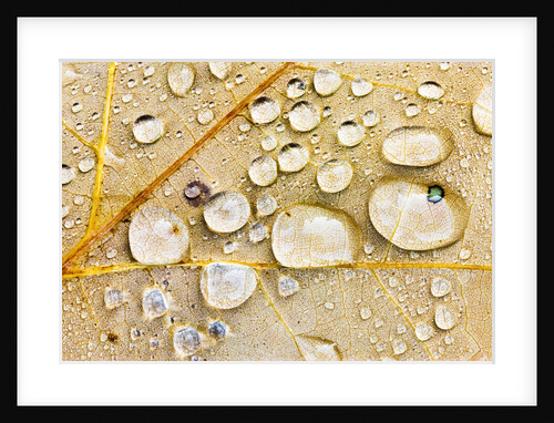 Water Drops on Maple Leaf by Anonymous
