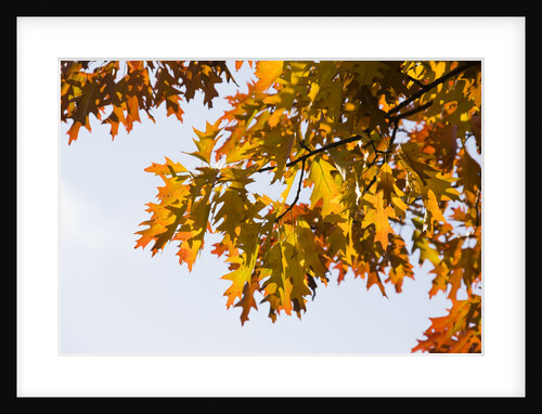 Oak Leaves and Sky by Anonymous