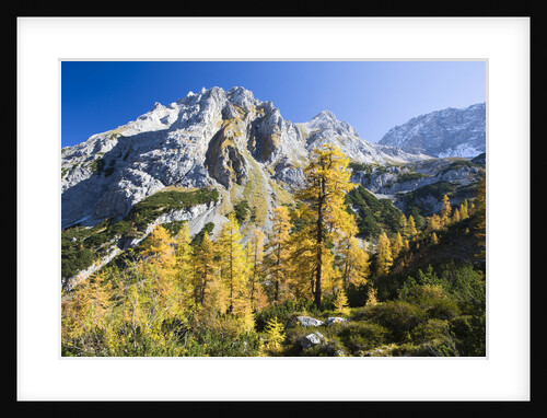 Larch Tree and Mount Zugspitze by Anonymous