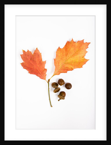 Oak Leaves and Acorns by Anonymous