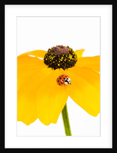 Ladybug on Black-eyed Susan by Anonymous