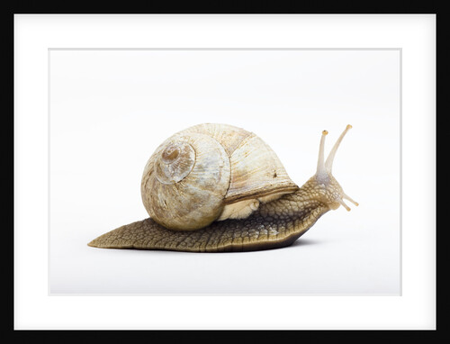 Snail by Anonymous