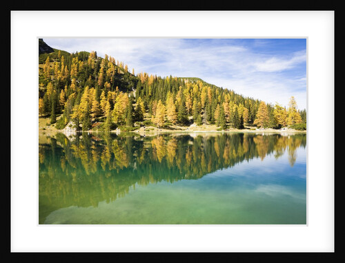 Larch Trees on Lake Seebensee by Anonymous