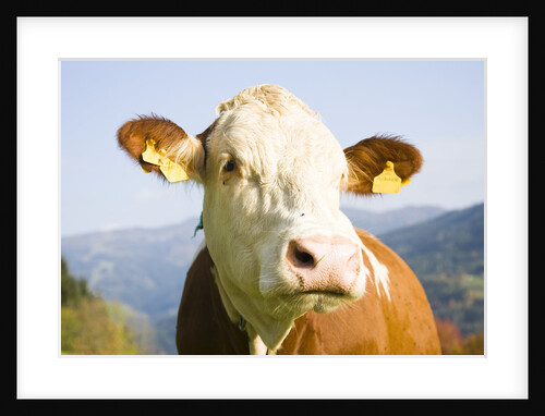 Cow with Ear Tags by Anonymous