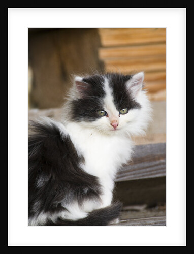 Black and White Kitten by Anonymous