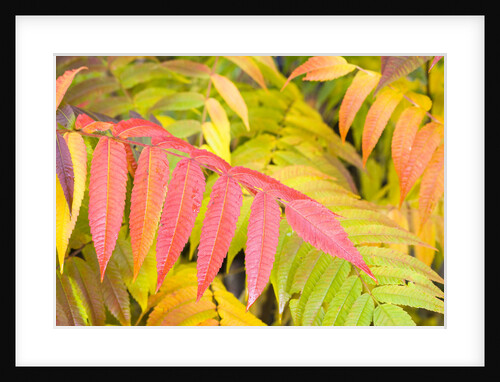 Sumac Leaves by Anonymous