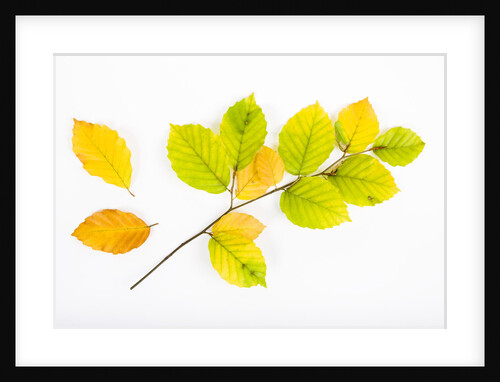 Beech Tree Leaves by Anonymous