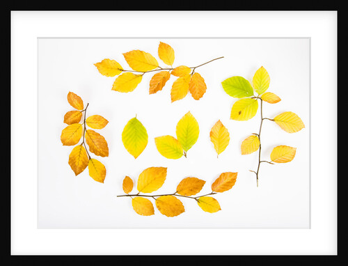 Beech Tree Leaves by Anonymous