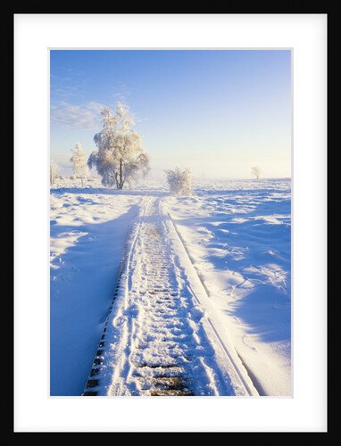 Boardwalk Through Raised Moss in Winter by Anonymous