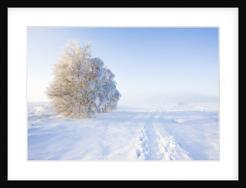Frost and First Snow on Meadow by Anonymous