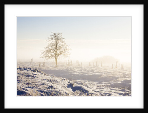 Frost and First Snow on Meadow by Anonymous