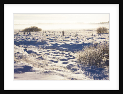 Frost and First Snow on Meadow by Anonymous