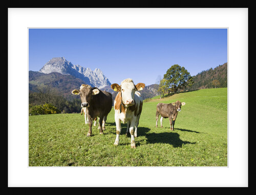Cows in Alpine Meadow by Anonymous