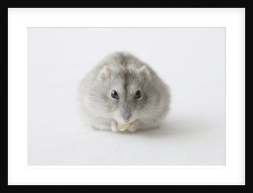 Hamster eating food by Anonymous