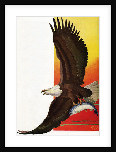 Illustration of Flying Bald Eagle Holding Salmon in Claws by Stark Davis