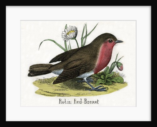 Robin Red-Breast Illustration by Anonymous