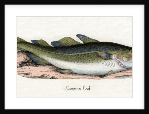 Common Cod Illustration by Anonymous