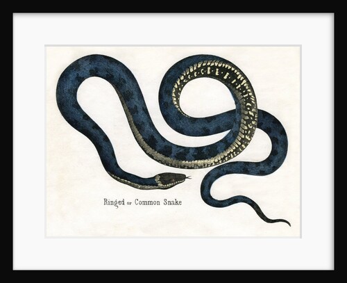 Ringed or Common Snake Illustration by Anonymous