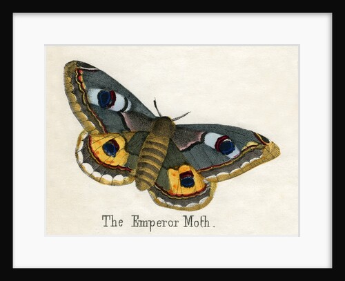 The Emperor Moth Illustration by Anonymous
