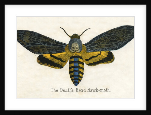 The Death's Head Hawk-Moth Illustration by Anonymous