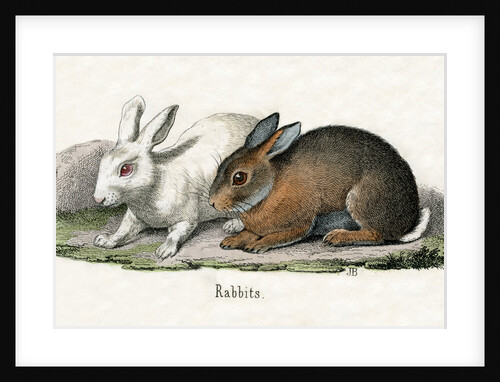 Rabbits Illustration by Anonymous