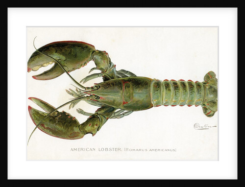 American Lobster (Homarus Americanus Illustration by Sherman Foote Denton