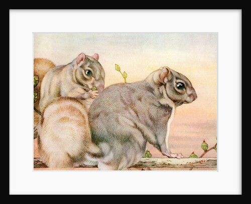 Illustration of Squirrels by Edward Julius Detmold
