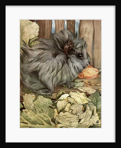 Illustration of Guinea Pig by Edward Julius Detmold