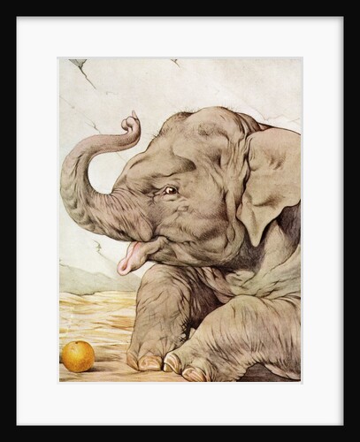 Illustration of Elephant by Edward Julius Detmold