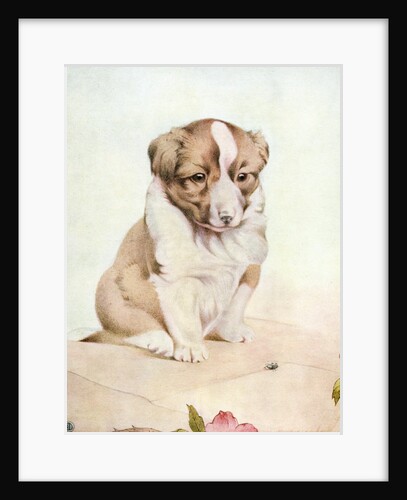 Illustration of St. Bernard Puppy by Edward Julius Detmold