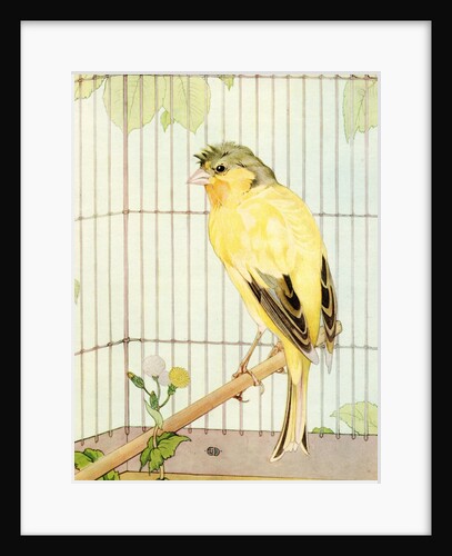 Illustration of Parakeet by Edward Julius Detmold