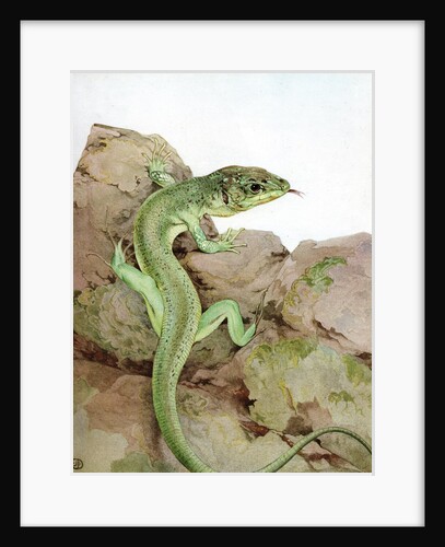 Illustration of Lizard by Edward Julius Detmold
