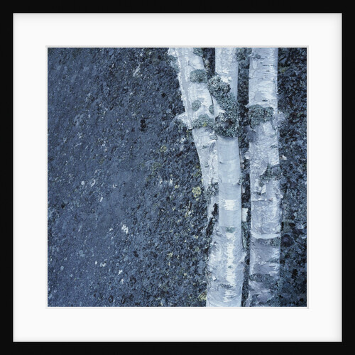 Tree Trunks by Anonymous