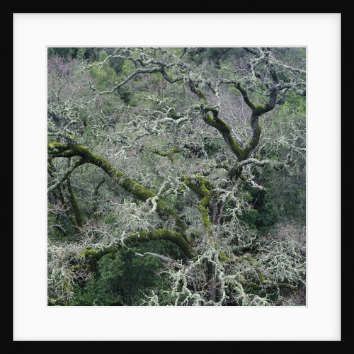 Moss Covered Tree by Anonymous