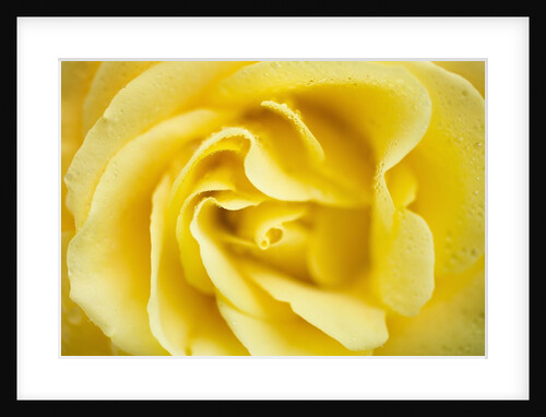Yellow Rose by Anonymous