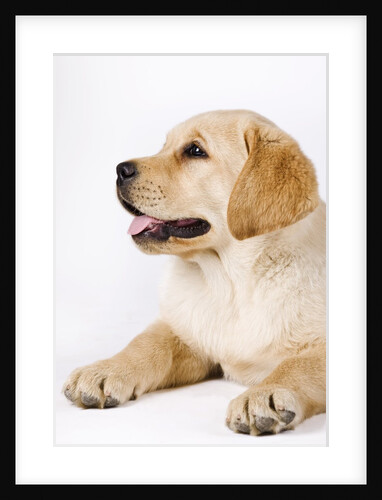 Golden Labrador Retriever Puppy by Anonymous