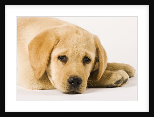 Golden Labrador Retriever Puppy by Anonymous