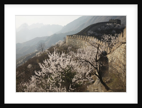 Cherry blossoms along the Mutianyu section of the Great Wall by Anonymous