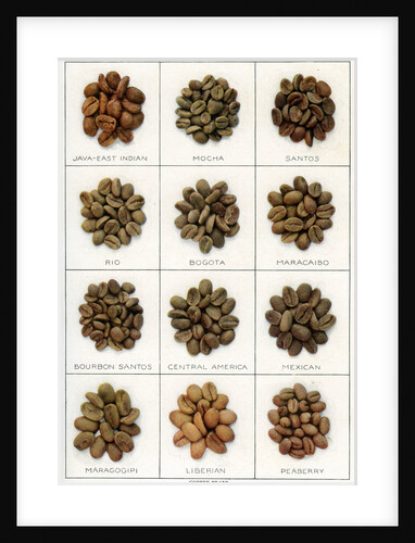 Illustration of Twelve Varieties of Coffee Beans by Anonymous