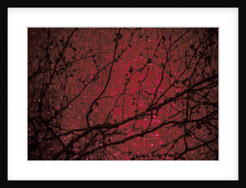 Trees by Andre Burian