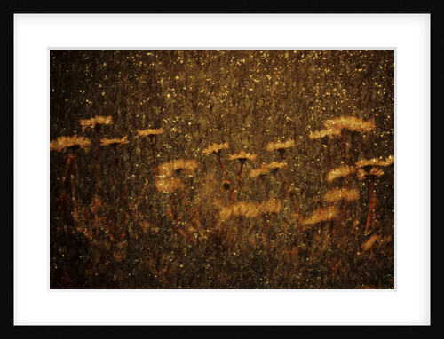 White Flowers by Andre Burian