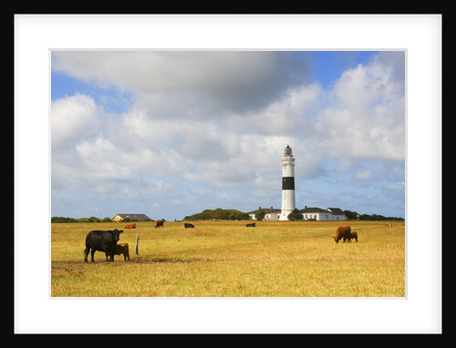 Cows Grazing near Kampen Lighthouse on Sylt Island by Anonymous