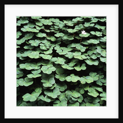 Clover by Anonymous